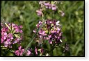 Macroglossum stellatarum Kolibrievlinder vlinder vlinders nederland insect insecten lepidoptera rups dagvlinder nachtvlinder mot motten pop larve